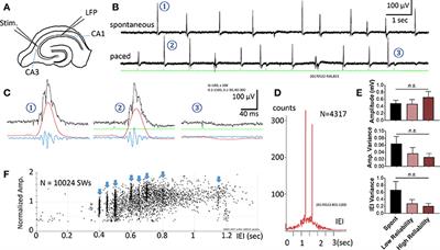 Pacing Hippocampal Sharp-Wave Ripples With Weak Electric Stimulation